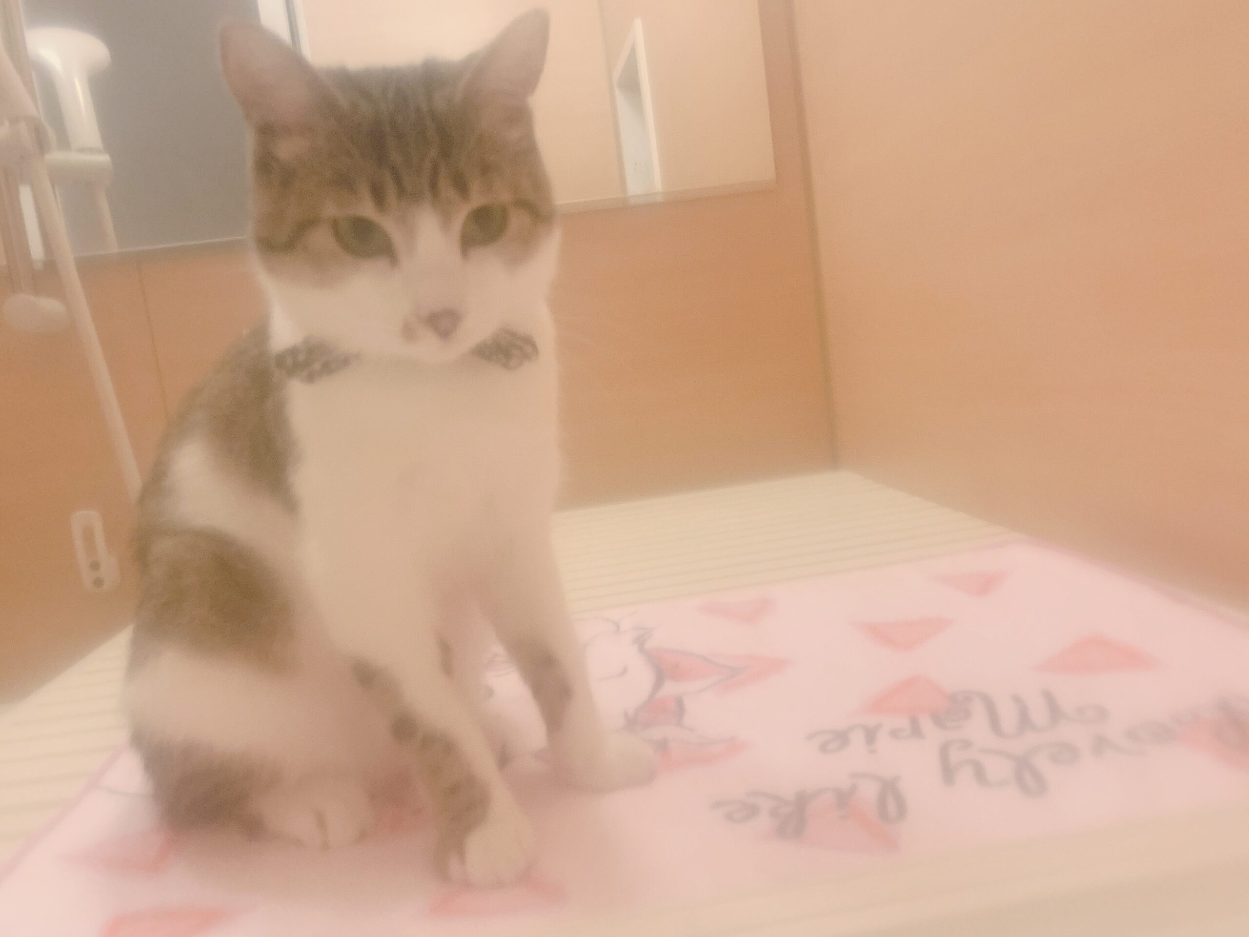 やっぱりポカポカ具合がちがう ディズニー大好き主婦の趣味blog